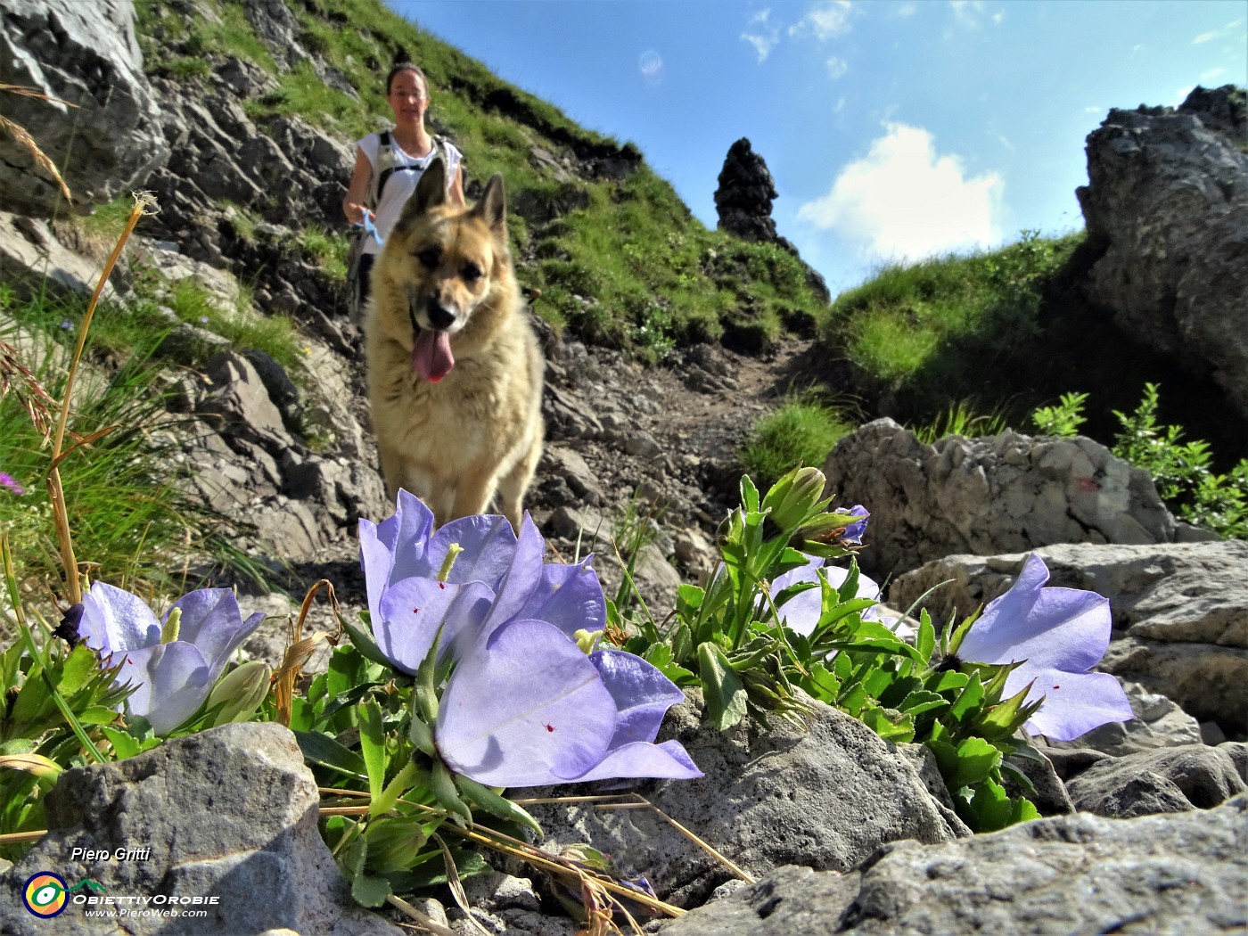 24 Campanula dell'arciduca (Campanula raineri) sul sentiero.JPG -                                